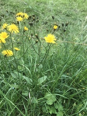 Crepis mollis