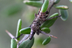 Hypenetes