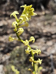 Stackhousia aspericocca