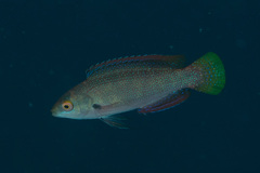 Cirrhilabrus punctatus