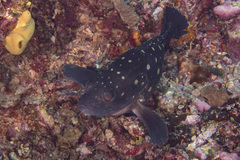 Epinephelus coeruleopunctatus