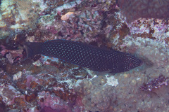 Anampses caeruleopunctatus