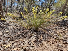 Stackhousia aspericocca