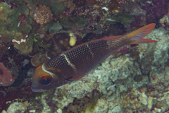 Monotaxis heterodon