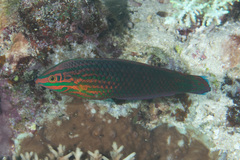 Halichoeres biocellatus