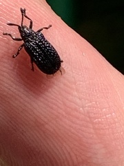 Microrhopala excavata