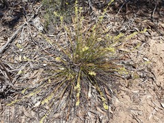 Stackhousia aspericocca
