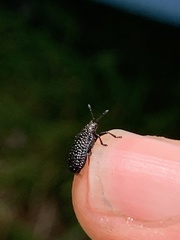 Microrhopala excavata