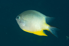 Amblyglyphidodon orbicularis