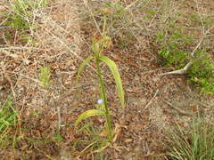 Tradescantia occidentalis