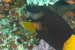Siganus uspi