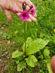 Primula japonica