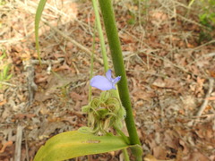 Tradescantia occidentalis
