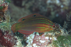 Halichoeres biocellatus