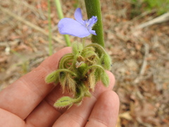 Tradescantia occidentalis
