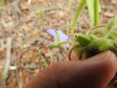 Tradescantia occidentalis
