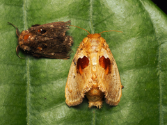 Chalcocelis albiguttatus