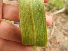 Tradescantia occidentalis