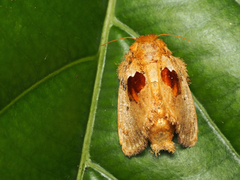 Chalcocelis albiguttatus