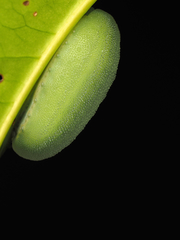 Chalcocelis albiguttatus