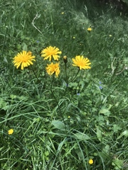 Crepis mollis