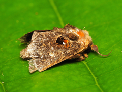 Chalcocelis albiguttatus