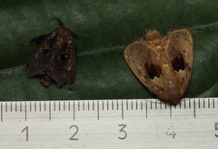 Chalcocelis albiguttatus