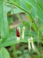 Lilioceris merdigera