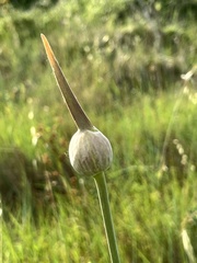 Allium polyanthum