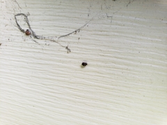 Anthrenus fuscus