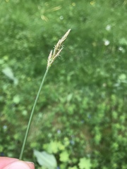 Carex leporina