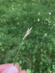 Carex leporina