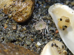 Gaetice depressus