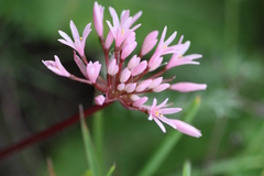 Haemanthus carneus