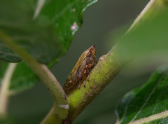 Omalophora pectoralis