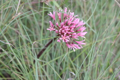 Haemanthus carneus