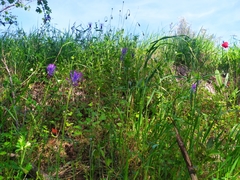 Muscari comosum
