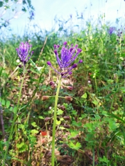 Muscari comosum