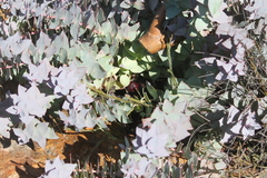 Protea amplexicaulis
