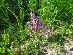 Legousia speculum-veneris