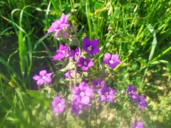 Legousia speculum-veneris