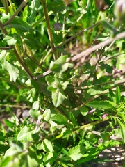 Legousia speculum-veneris
