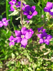 Legousia speculum-veneris