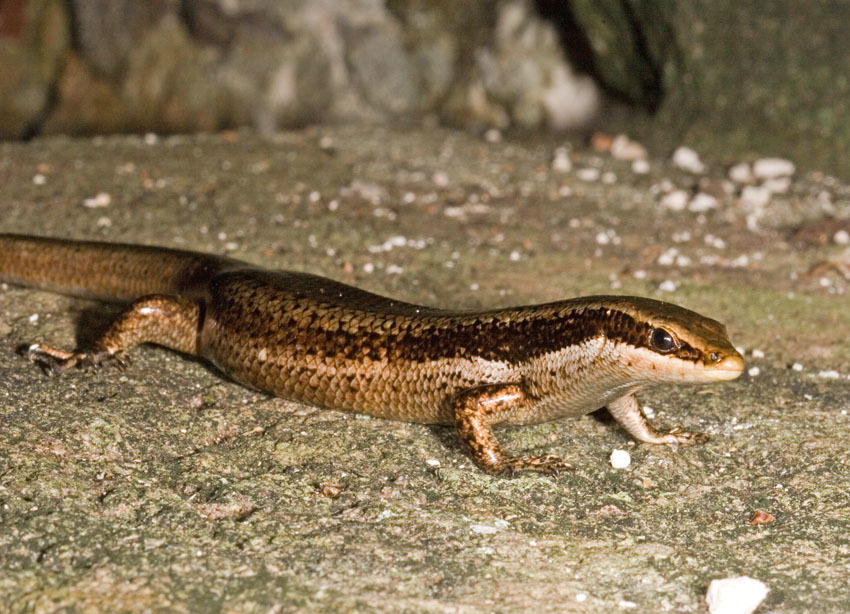 Greater Martinique Skink
