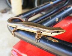 Greater Martinique Skink photo 2