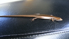 Greater Martinique Skink photo 3