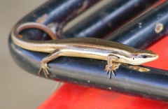 Greater Martinique Skink photo 4