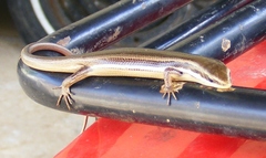 Greater Martinique Skink photo 5