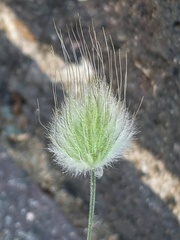 Lagurus ovatus