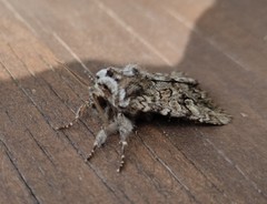 Pachetra sagittigera